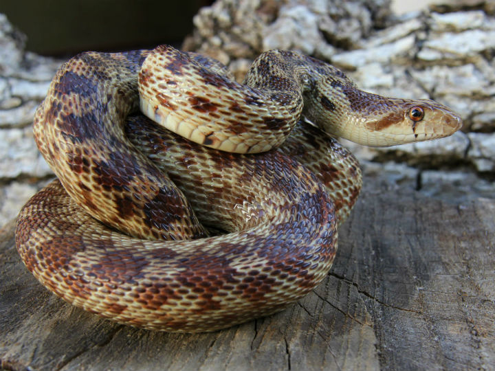 Pacific Gopher Snake